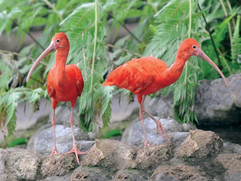 biosfera uccelli ibis 1
