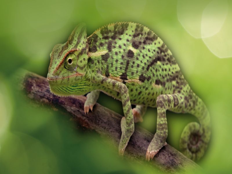 camaleonte